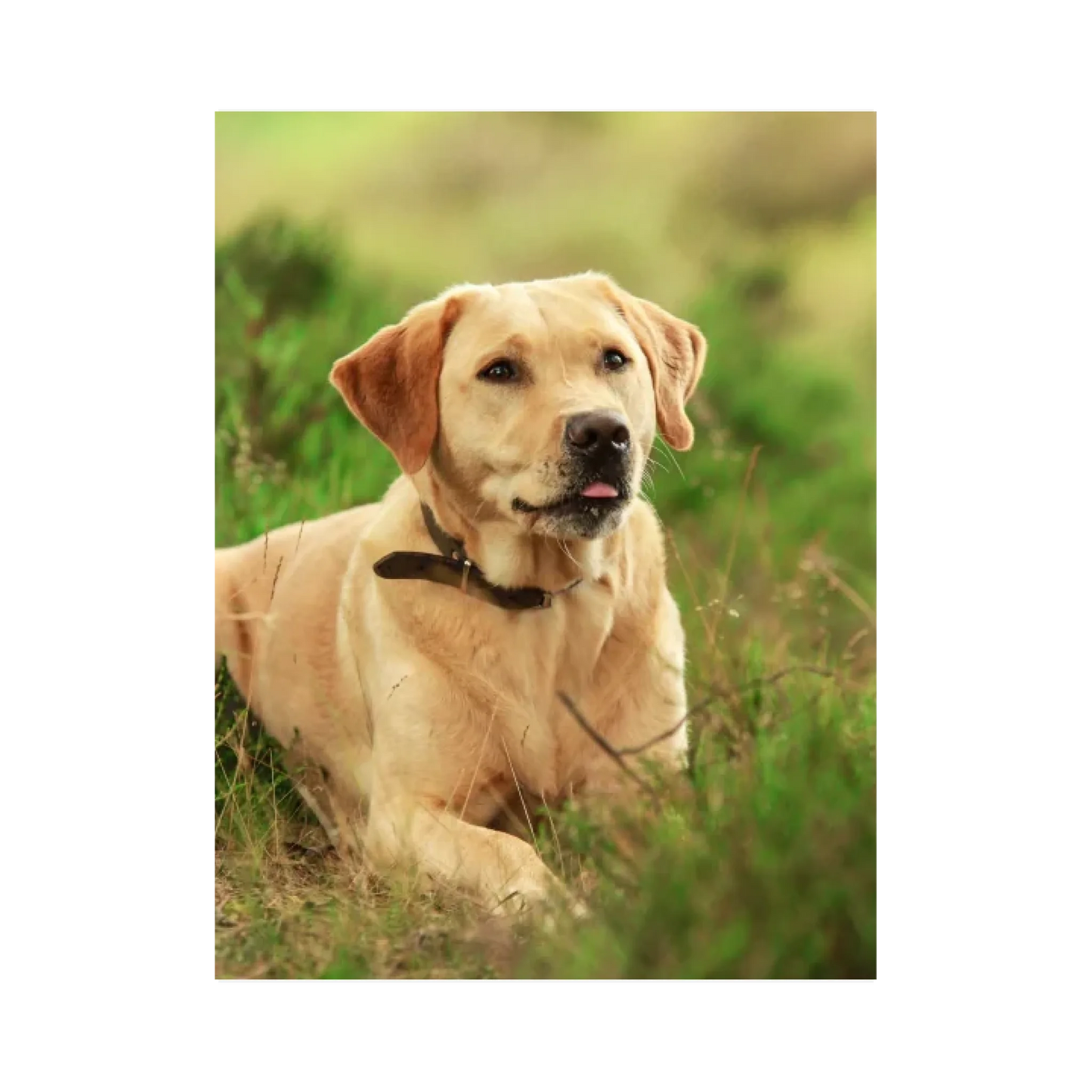 Pawtrait Original