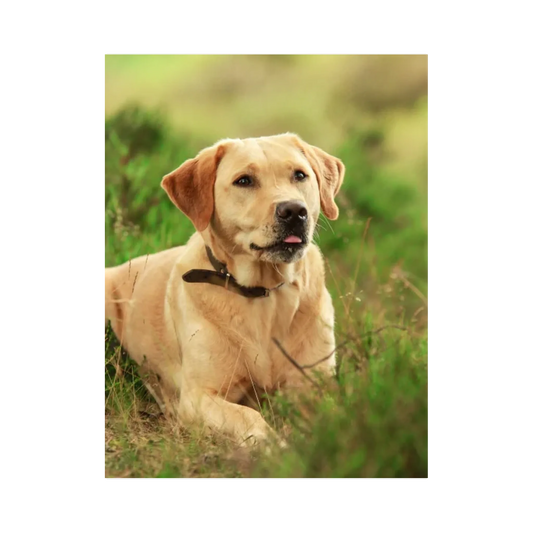 Pawtrait Original